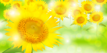 Sunflower summer flower backgroundのイラスト素材