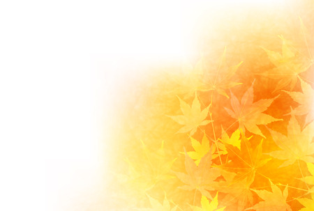 Maple autumn leaf backgroundのイラスト素材