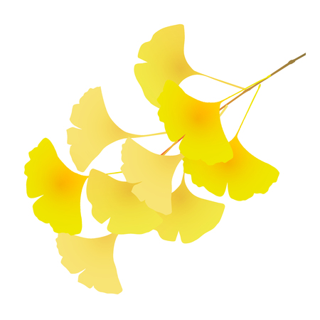Ginkgo autumn leaves fall iconのイラスト素材
