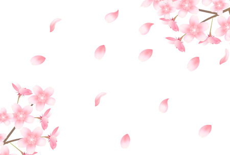 Cherry blossoms flowers spring background illustration.のイラスト素材