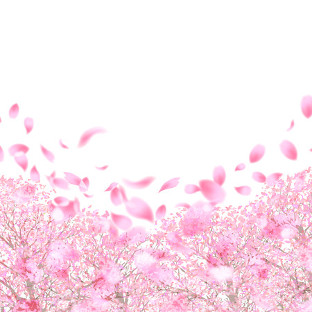 Cherry Blossoms spring flower backgroundのイラスト素材