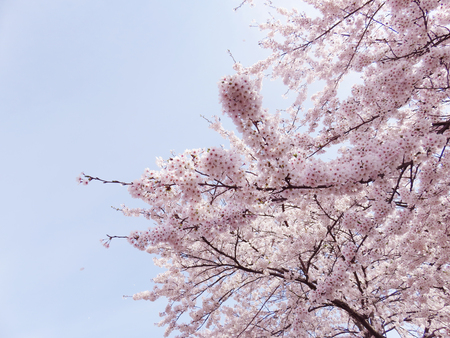 Cherry Blossoms Spring flower backgroundの写真素材