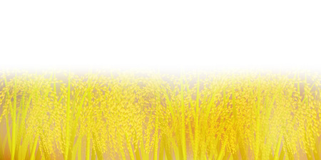 Rice scenery background of riceのイラスト素材