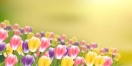 Tulips flowers spring sky backgroundのイラスト素材