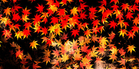 Autumn leaves maple autumn background