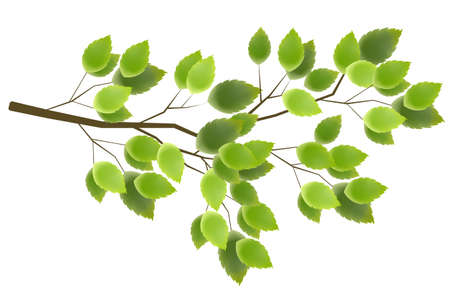 Fresh green leaf spring iconのイラスト素材