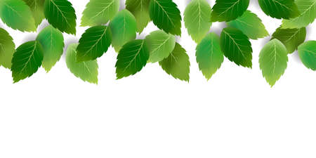 Fresh green leaves spring backgroundのイラスト素材
