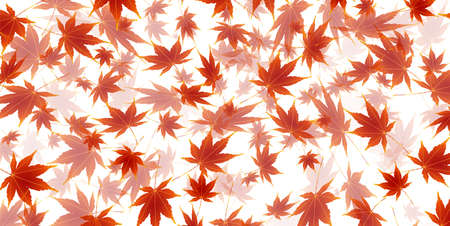 Autumn leaves Maple autumn backgroundのイラスト素材