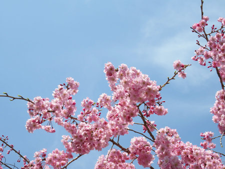 Cherry Blossoms Spring landscape background