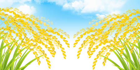 Rice rice autumn gold backgroundのイラスト素材