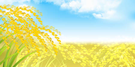 Rice rice autumn gold backgroundのイラスト素材