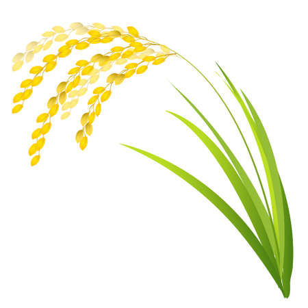 Rice rice autumn gold backgroundのイラスト素材