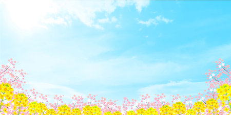 cherry blossom Rape blossom spring backgroundのイラスト素材