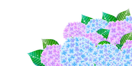 hydrangea rainy season flower backgroundのイラスト素材