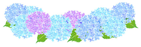 hydrangea rainy season flower backgroundのイラスト素材