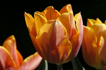 Tulipの写真素材