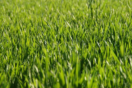 spring natural grass in sunny lightの写真素材