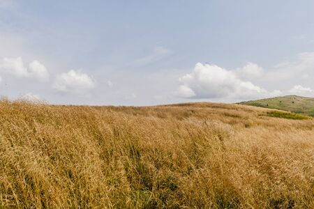 Road from Widelki to Tarnica through Bukowe Berdo in the Bieszczady Mountains in Polandの写真素材