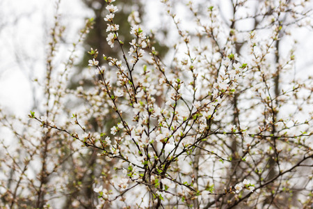 Flowering branch of cherryの写真素材