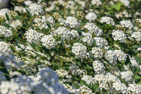 White flowers Spiraea. shallow depth of fieldの写真素材