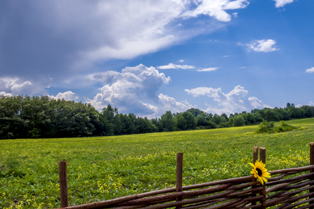 Green blooming meadow on the edge of the forest under a blue sky with clouds Sunflower with flower in a wicker fenceの写真素材
