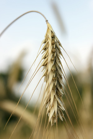 Ripe rye spike closeupの写真素材