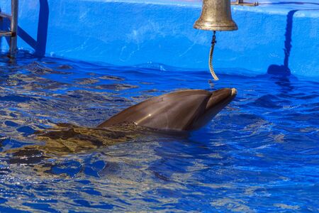 Trained dolphin in dolphinariums. show with dolphins.の写真素材