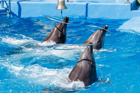 dolphins twist hoops in the pool