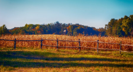 A field sown with corn. Autumn rural landscape