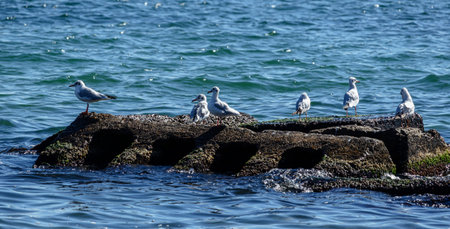 Seagulls are sitting on a stone in the middle of the sea