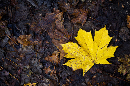 Beautiful yellow mapple leaf laying on the ground during autumn 