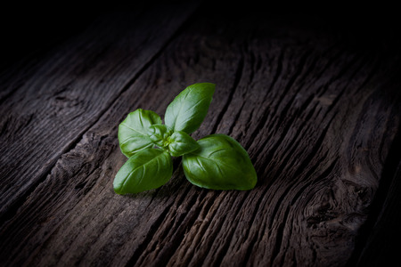 Fresh picked basil leaves  Green herbs taken on rustic old table の写真素材