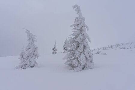 Frozen trees in deep snow. Tatra Mountains.の写真素材