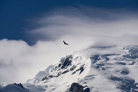 The great bird of prey over the Mont Blanc.