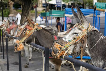 Donkeys in Mijas. Andalusia, Spain.の写真素材