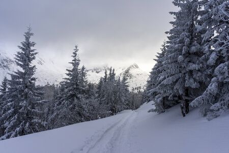 Mountain trail in the snow. Tatry. Poland.の写真素材
