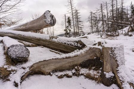 Lying trees covered with snow. Western Tatra mountains.の写真素材
