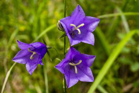 Campanula alpina. Beautiful purple flowers in the Tatra Mountains.の写真素材