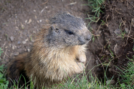 Alpine marmot in the natural environment. Dolomites.