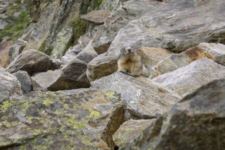Alpine marmot in the natural environment. Alps. France.の写真素材