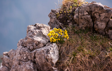 Beautiful mountain flowers growing on a rock in the spring. Tatra mountains