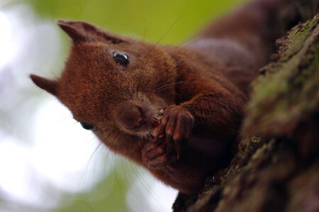 Cute red squirrel is eating a nut in the parkの写真素材
