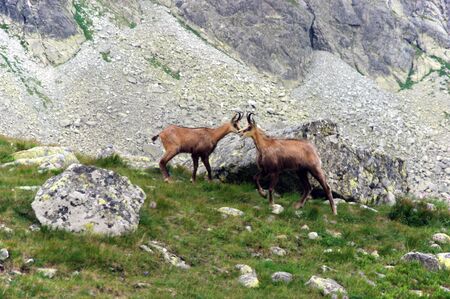 Tatra chamois in the natural environmentの写真素材