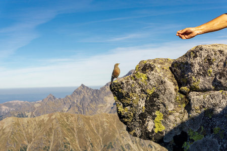 Feeding the bird in the mountains.