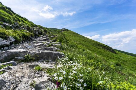 Mountain trail among flowers in the Western Tatras. Poland.の写真素材