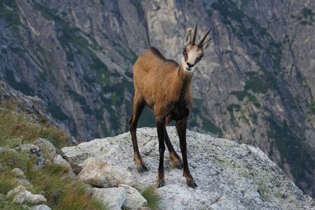 Tatra Chamois ( Rupicapra rupicapra tatrica )の写真素材