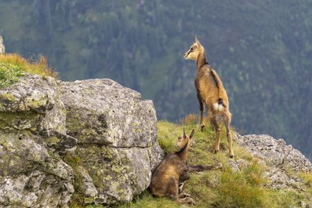 Tatra chamois (Rupicapra rupicapra tatrica) in a mountain natural environment.の写真素材