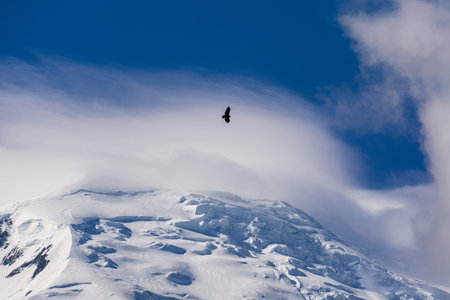 The great bird of prey over the Mont Blanc.の写真素材