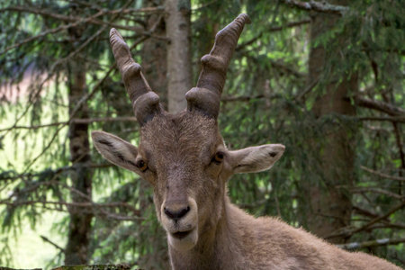Portrait of an alpine ibex (capra ibex).