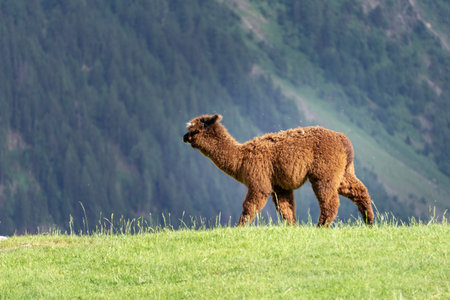 Alpaca (Vicugna pacos) on a green meadow on a background of mountains.の写真素材